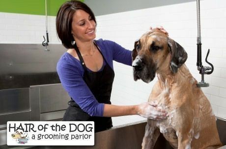 Eversave: As low as $22 for Complete Dog Grooming ($55 Value)