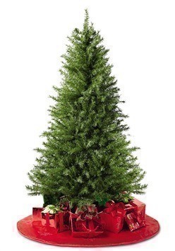 6′ Unlit 658 Tips Weston Spruce Christmas Tree just $14.99!