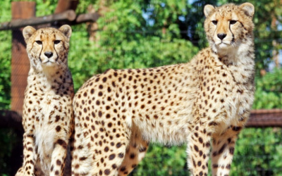 Groupon Deals on Wildlife World Zoo, Lowell Observatory and Biosphere